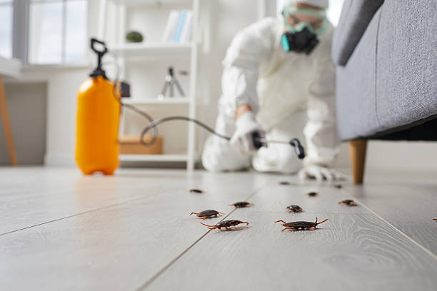 Affordable Termite Control solutions in Flushing, MI